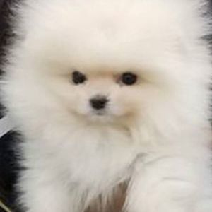 Meet your Posher, Soo